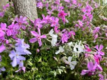 4月🌸花壇のお手入れを行いました！